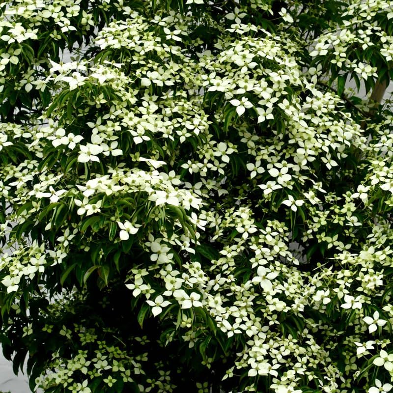 2 White Kousa Dogwood Tree, 12-18 Inch in Quart Pot, Low Maintenance Deciduous Tree, Vigorous Growth Habit with Vibrant Red Autumn Foliage