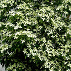 2 White Kousa Dogwood Tree, 12-18 Inch in Quart Pot, Low Maintenance Deciduous Tree, Vigorous Growth Habit with Vibrant Red Autumn Foliage