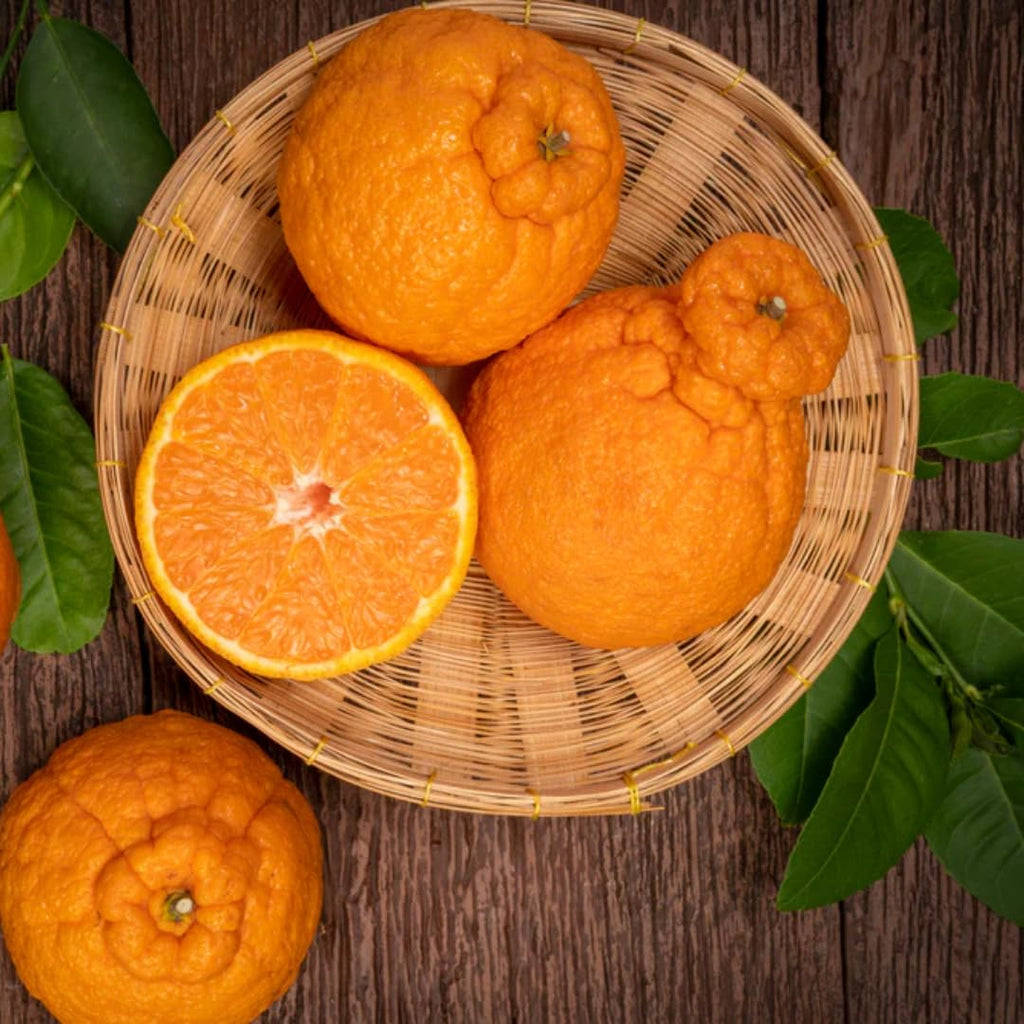 Blood Oranges Fresh | Orange Trees Live Plants | 2.5–3 Feet Live Potted Citrus Plant | Sweet Juicy Fruit Tree for Indoor & Outdoor Spaces | No Ship to CA,HI,AK