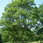 2 Black Walnut Tree, 12-18 Inch Tall in 4 Inch Pot, Juglans Nigra Native Hardwood Tree, Edible Nut Bearing Shrub for Backyard and Timber