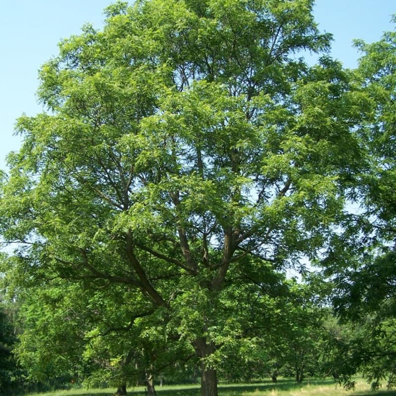 2 Black Walnut Tree, 12-18 Inch Tall in 4 Inch Pot, Juglans Nigra Native Hardwood Tree, Edible Nut Bearing Shrub for Backyard and Timber