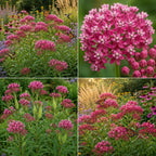 Milkweed Plant Live, Well-Rooted 4-6" Potted Plant, Cold-Hardy Butterfly Host Plant for Sunny Patios and Landscapes