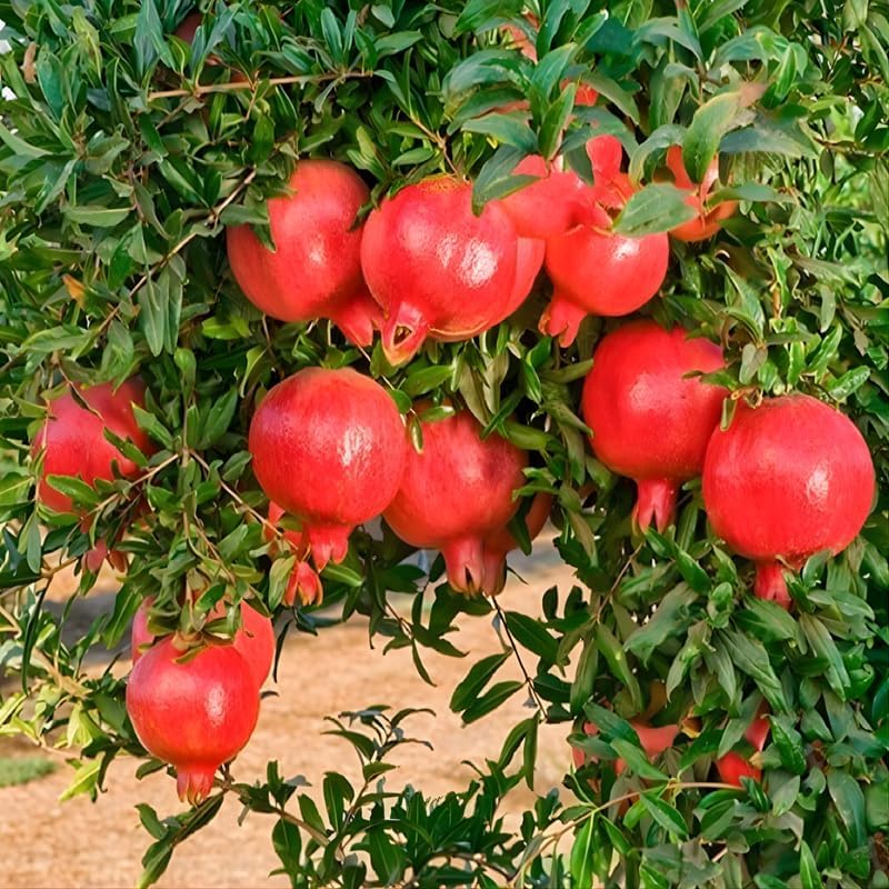 Salavatski Pomegranate Tree Live Plant in 4 Inch Pot | Vibrant Live Pomegranate Plant for Planting in Pots or Ground | Easy-Grow Fruit Tree for Gardeners, Yards & Home Orchards