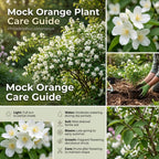 Mock Orange Shrub Live Plant, 4-6" Tall, Cold-Hardy Deciduous Bush for Home Landscapes, Sweet Citrus Scented White Spring Blooms & Low Maintenance Hedge