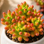 Sedum Rubrotinctum Aurora/Jelly Beans Succulents Plant Live, 2 Inch Pot, Unique Live Succulent, Low Maintenance, Easy Care, Beautiful Indoor Houseplant, Ideal for Home Décor & Gifts