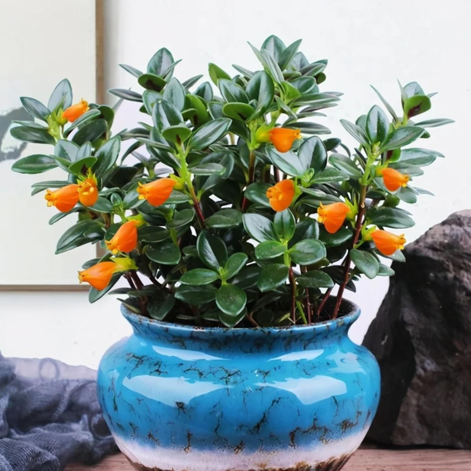 Goldenfish Plant Live for Planting in 4-Inch Pot | Vibrant Trailing Goldfish Tree with Orange Blooms | Perfect for Indoor Displays | Unique Gift for Plant Enthusiasts