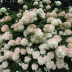 2 Hardy PeeGee Hydrangea Plant Live Shrubs – 6 to 12 Inch Tall | Hardy White Blooming Plants | Beautiful Summer-to-Fall Flowering Bushes