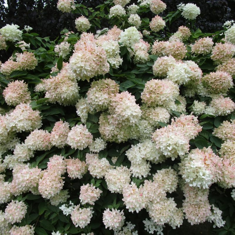 2 Hardy PeeGee Hydrangea Plant Live Shrubs – 6 to 12 Inch Tall | Hardy White Blooming Plants | Beautiful Summer-to-Fall Flowering Bushes