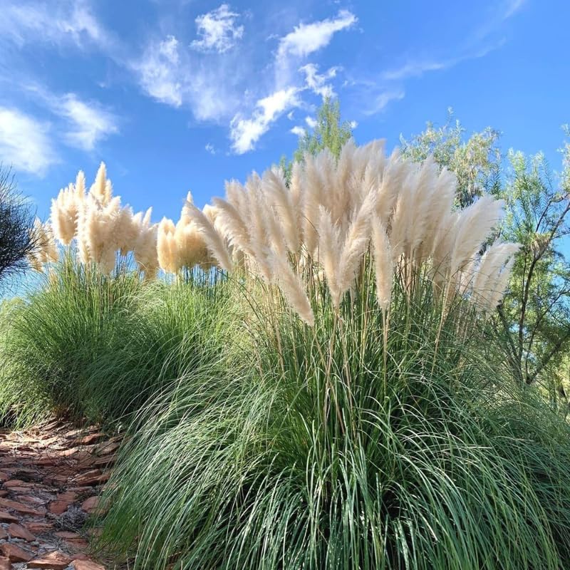 White Pampas Grass Plants, Live Pampas Perennial Grasses, 4 Inch Tall Starter, Ornamental Grass for Outdoor Garden Landscaping
