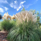 White Pampas Grass Plants, Live Pampas Perennial Grasses, 4 Inch Tall Starter, Ornamental Grass for Outdoor Garden Landscaping
