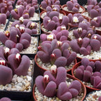 Pack of 20 Live Small Exotic Lithops Live Plants | Perfect for Lithops Starter, Great Terrarium Addition | Bare Root Without Soil or Pot, Easy to Grow and Ideal for Indoor/Outdoor Display