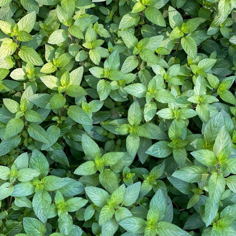 2 Chocolate Mint Plant, 3" Pot, Fresh Herb Plants Live, Mint Plants for Inside Windowsills or Outdoor Garden Beds