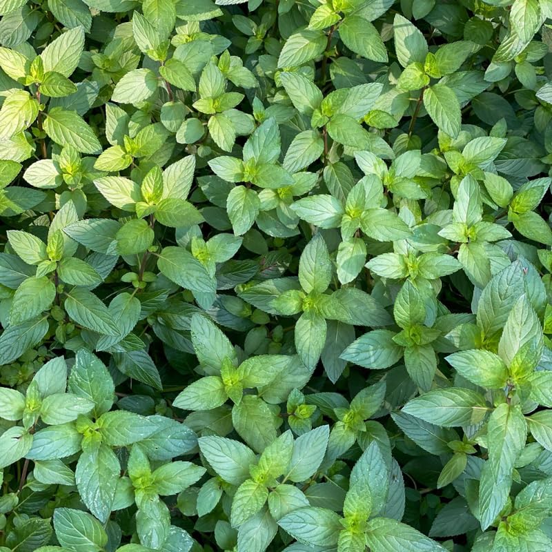 2 Chocolate Mint Plants, 3-Inch Pot, Mint Plants Live, Fast Growing Aromatic Perennial for Modern Landscape and Herb Gardening