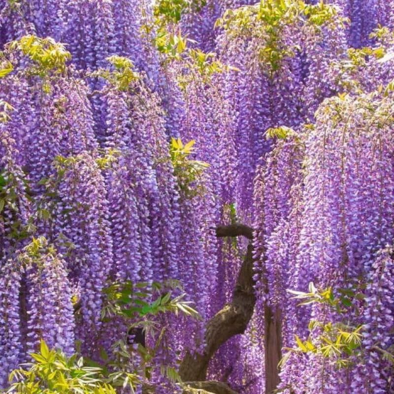 2 Purple Wisteria Live Plant 12-24 Inch, Amethyst Wisteria with Purple Blooms, Fast-Growing Fragrant Flowering Vine, Perfect for Home Décor & Garden Entrances