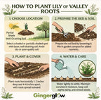 5 Lily of The Valley Plant Bare Roots, Hardy Perennial May Lily, Easy to Grow Fragrant Flower for Outdoor Garden