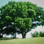 10 Chinese Elm Trees for Planting | Fast-Growing Cold Hardy Elm Tree for Landscaping | 1-2 Ft Tall Live Tree for Yard, Garden & Windbreaks