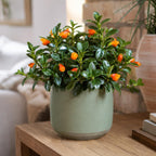 Goldfish Plant Live – 4-8" Tall in 4" Pot Live Golden Fish Plant Houseplant | Trailing Indoor Plant with Orange Blooms