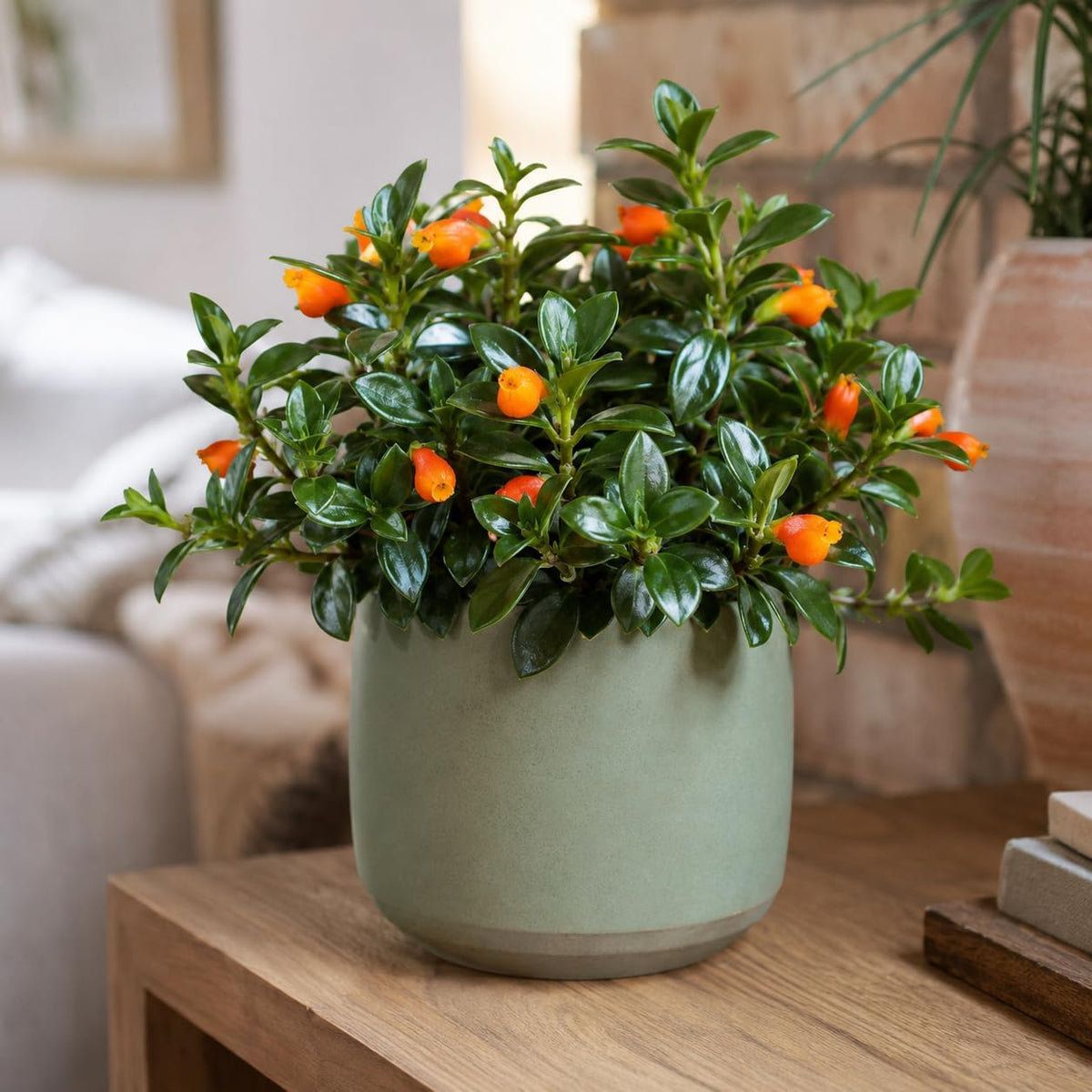 Goldfish Plant Live – 4-8" Tall in 4" Pot Live Golden Fish Plant Houseplant | Trailing Indoor Plant with Orange Blooms