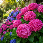 Hydrangea Plant Live, French Hydrangea Macrophylla, 4-6 Inch Tall, Grow Robust Bigleaf Mophead Flowers for Landscapes