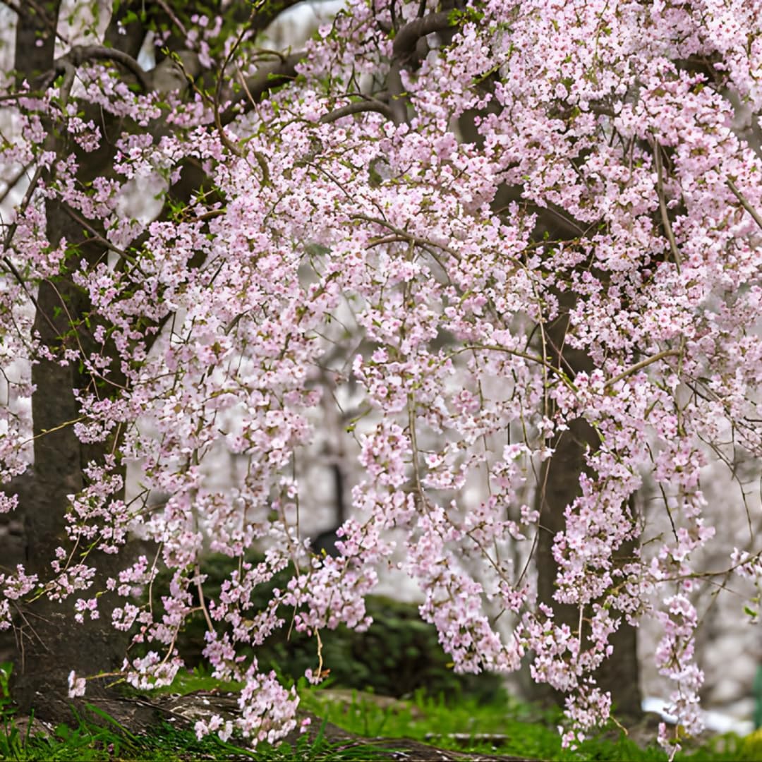 2 Weeping Cherry Tree Plant, 6-12 Inch Tall, Easy Care, Hardy Ornamental Flowering Cherry Tree, Ideal for Yard, Garden & Landscape