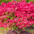 5 Burning Bush Shrub Live Plant for Planting Outdoor | 6 – 12 Inch Tall | Hardy Outdoor Landscape Plant
