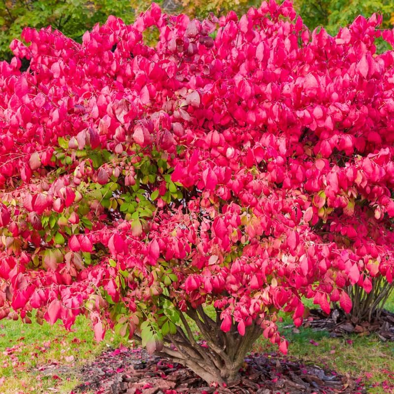 5 Burning Bush Shrub Live Plant for Planting Outdoor | 6 – 12 Inch Tall | Hardy Outdoor Landscape Plant