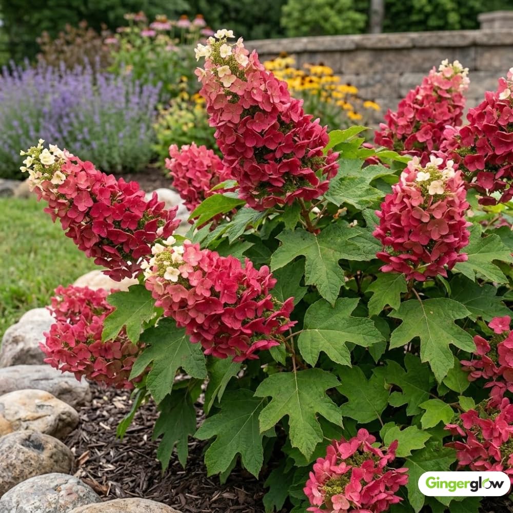 Oakleaf Hydrangea Live Plant, 12-18 Inch Tall in 4" Pot, Hydrangea Plants Trees Shrubs, Low Maintenance Compact Flowering Shrub for Borders, Garden Beds & Outdoor Landscaping