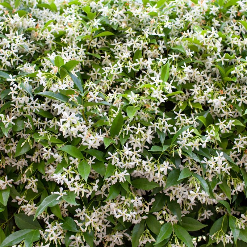 Confederate Jasmine Plant, Well-Rooted 8" Potted Climbing Vine, Low Maintenance Aromatic Evergreen for Sunny Patios