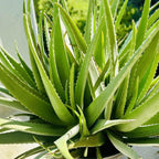 Aloe Vera Aloe Vera Live Plant for Planting in Size 2 Pot | Vibrant, Low-Maintenance Aleo Plant for Patio, Balcony & Indoor Spaces | Perfect for Plant Enthusiasts & Beginners