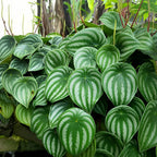 Peperomia Live Plant, Peperomia Watermelon Houseplant in 4'' Inch Pot, Easy Indoor Plant Live for Shelves, Desks & Small Spaces