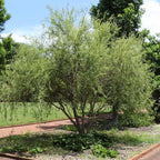 2 Curls Corkscrew Willow Live Plants | 1-2 Feet Tall Bare Root Seedlings | Salix Matsudana Curly Willow | Fast-Growing Trees for Backyard and Patio