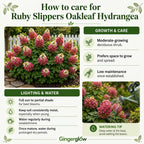 Oakleaf Hydrangea Live Plant, 12-18 Inch Tall in 4" Pot, Hydrangea Plants Trees Shrubs, Low Maintenance Compact Flowering Shrub for Borders, Garden Beds & Outdoor Landscaping