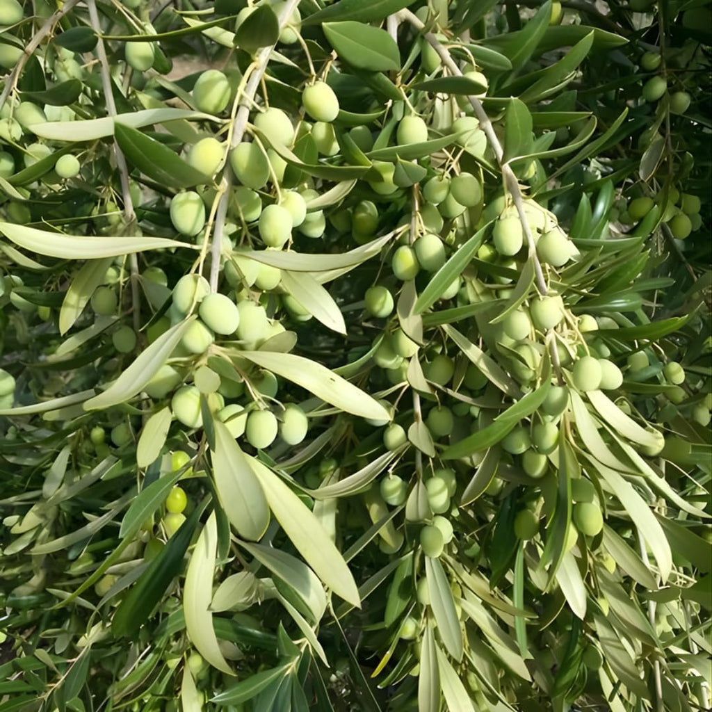 Live Arbequina Olive Trees (2.5–3 Ft Tall) | Compact, Drought-Tolerant Olive Tree for Indoor & Outdoor Spaces | No Ship to CA,HI,AK
