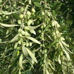 Live Arbequina Olive Trees (2.5–3 Ft Tall) | Compact, Drought-Tolerant Olive Tree for Indoor & Outdoor Spaces | No Ship to CA,HI,AK