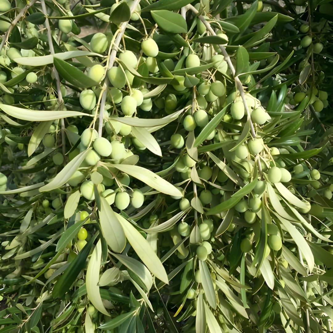 Live Arbequina Olive Trees (2.5–3 Ft Tall) | Compact, Drought-Tolerant Olive Tree for Indoor & Outdoor Spaces | No Ship to CA,HI,AK