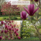 2 Ann Magnolia Tree, 12-18 Inch Tall in 2.5 Inch Pot, Vigorous Spring Bloomer for Sunny Backyard Landscapes, Fragrant Flower Tree