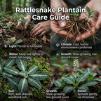 5 Rattlesnake Orchid Roots, Goodyera Pubescens, Low Maintenance Plant, Evergreen Perennial Orchid for Shady Gardens
