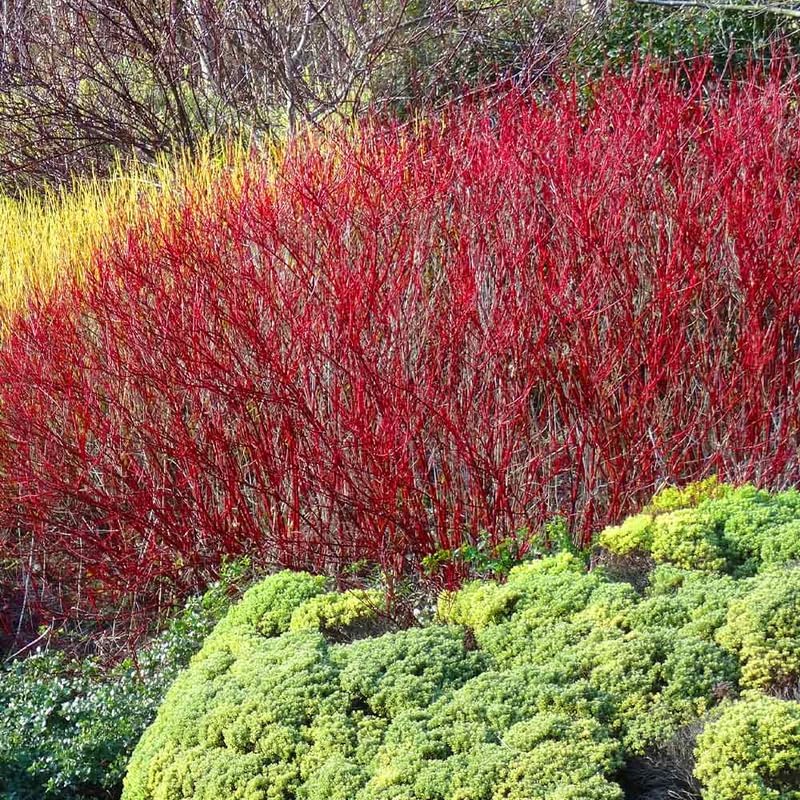 10 Red Osier Dogwood Live Plants | 1-2ft Bare Root Seedlings | Fast Growing Native Shrub | White Spring Blooms and Red Winter Bark for Gardens