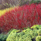 10 Red Osier Dogwood Live Plants | 1-2ft Bare Root Seedlings | Fast Growing Native Shrub | White Spring Blooms and Red Winter Bark for Gardens