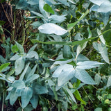 Lemon Eucalyptus Plant Live – Live Medium Eucalyptus Plants, Fast Growing Eucalyptus Live Plant for Backyard and Outdoor Plante