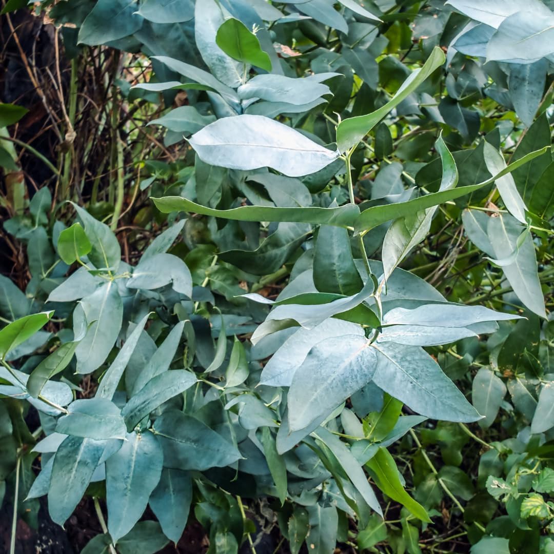 Lemon Eucalyptus Plant Live – Live Medium Eucalyptus Plants, Fast Growing Eucalyptus Live Plant for Backyard and Outdoor Plante