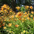 10 Wild Daylily Plants Live Roots, Fast Growing, Hardy Perennial Flowers, Ideal for Border Gardens, Beds & Outdoor Landscaping