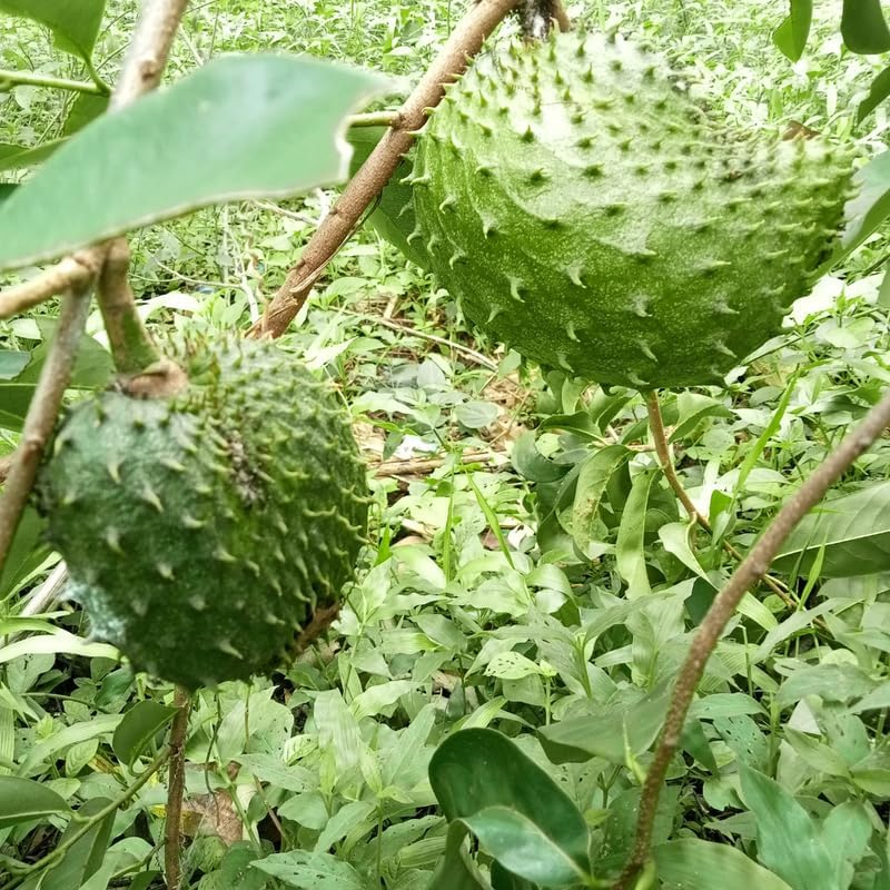 No Ship to CA, HI, AK, Soursop Plant Live, Guanabana Starter, 24-30" Tall in 1 Gal Container, Self-Pollinating Soursop for Fresh Juice and Smoothies