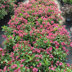 2 Pink Weigela Live Plants | 1-2 Feet Tall Bare Root Seedlings | Vibrant Pink Flowering Deciduous Shrub for Backyard and Landscape | Well-Rooted
