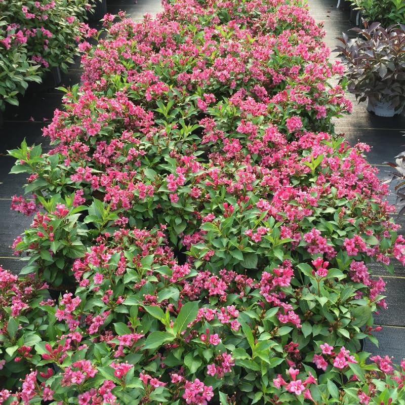 2 Pink Weigela Live Plants | 1-2 Feet Tall Bare Root Seedlings | Vibrant Pink Flowering Deciduous Shrub for Backyard and Landscape | Well-Rooted