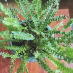 Lemon Button Fern Plant, 2 Inch Pot Size, Easy Care Indoor Greenery, Petite Round Foliage for Home and Office Décor