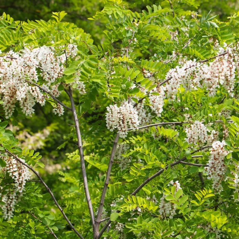 5 Live Black Locust Tree Plants – 6–12 Inch Tall | Hardy Fast-Growing Native Trees for Outdoor Planting