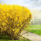2 Lynwood Gold Forsythia Live Plant – 10 to 12 Inch Tall | Hardy Outdoor Flowering Shrub with Brilliant Yellow Blooms | Fast-Growing Live Hedge or Border Plant