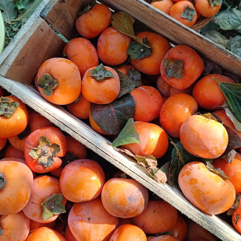 2 Persimmon Tree Live Plant in 12 – 24 Inch Tall Potted | American Persimmon Tree for Planting | Suitable for Home Garden & Backyard Growing