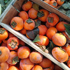 2 Persimmon Tree Live Plant in 12 – 24 Inch Tall Potted | American Persimmon Tree for Planting | Suitable for Home Garden & Backyard Growing